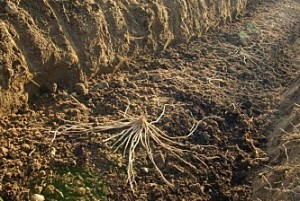 comment planter asperge