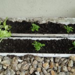 Jardinières avec de la salade