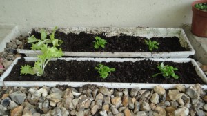 Jardinières avec de la salade
