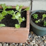 Salades et mâches en pot
