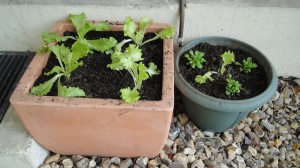 Salades et mâches en pot