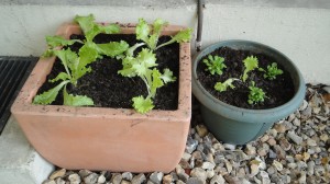 Plants de salades et de mâches