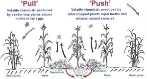Principe du champs de maïs bio push-pull