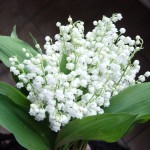 Muguet