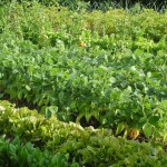 Le jardin de Gérard en Lorraine