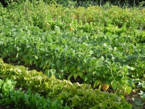 Le jardin de Gérard en Lorraine