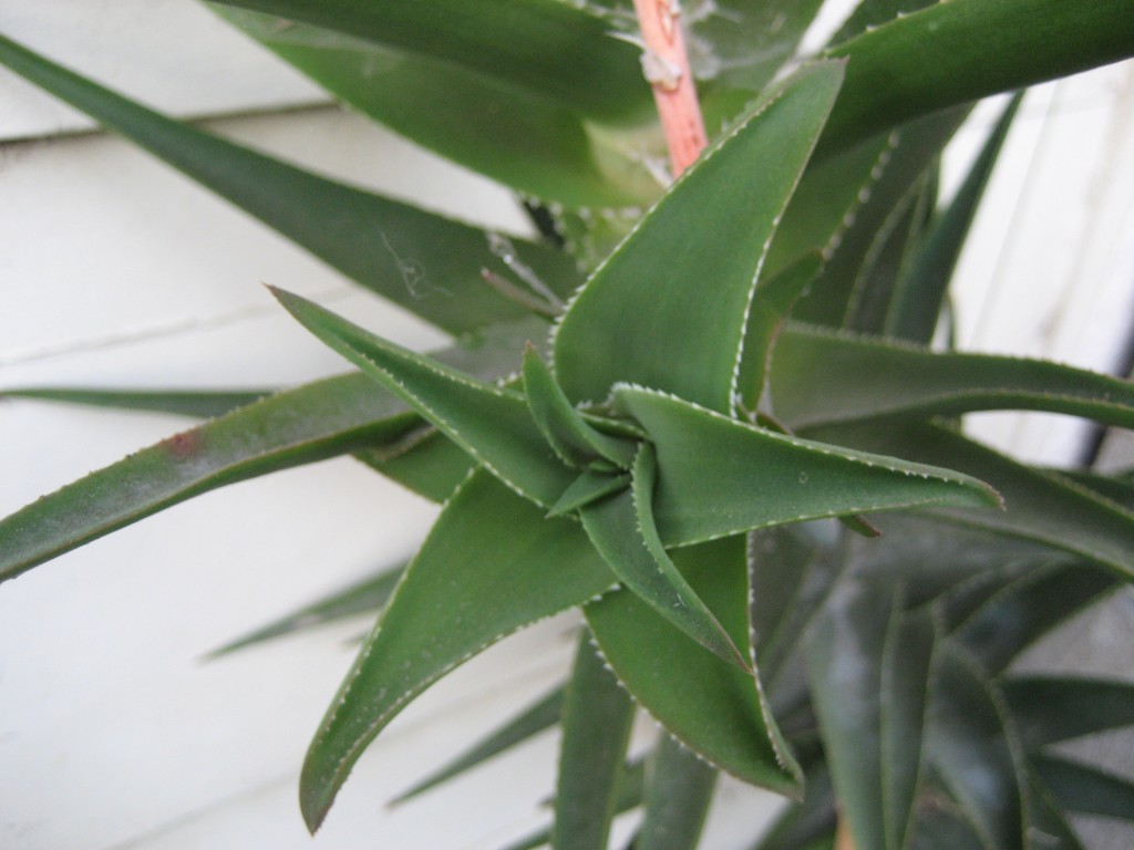 Aloe vera