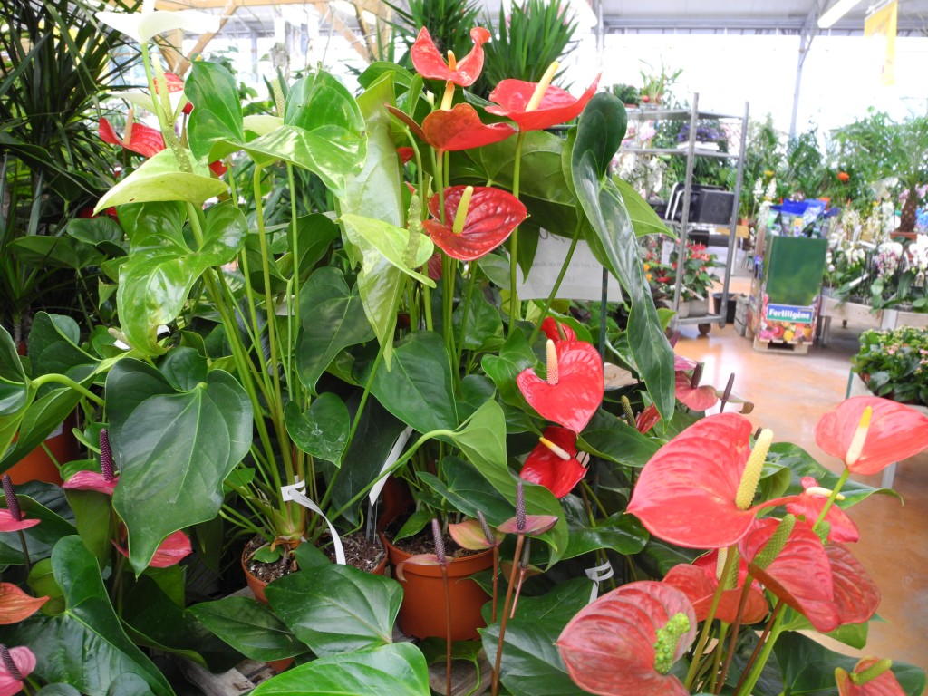 Anthurium