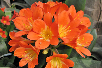 Clivia