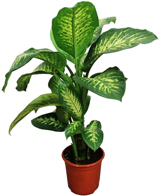 Dieffenbachia