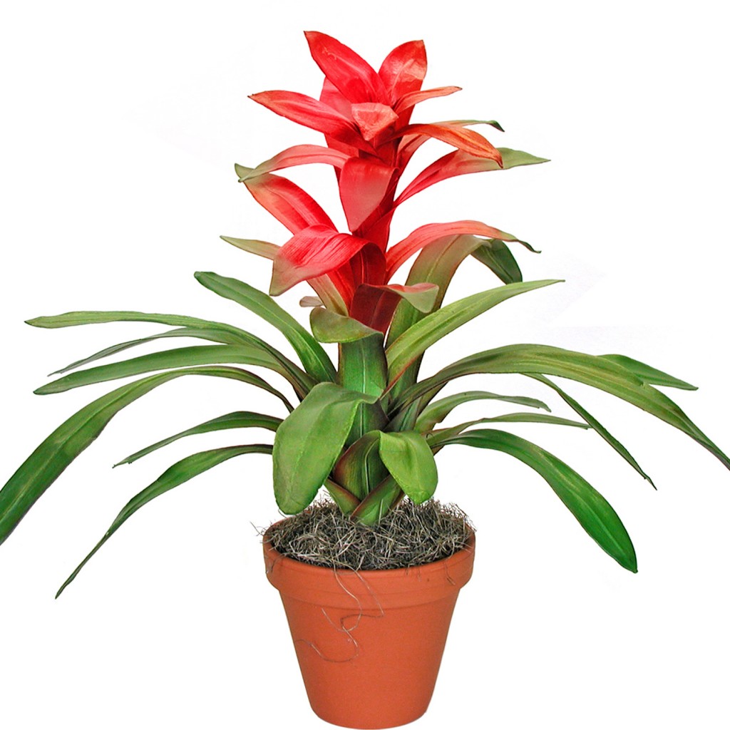 Guzmania