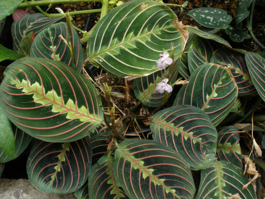 Maranta