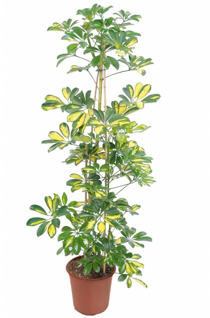 Schefflera