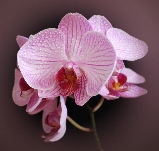 Orchidée