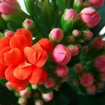 kalanchoe