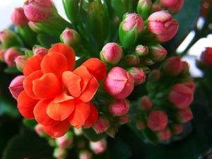 kalanchoe