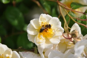 Abeille butineuse