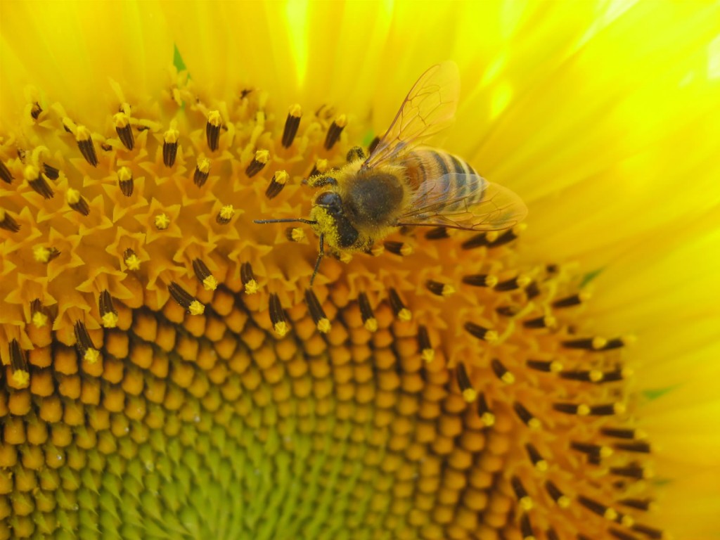 Abeille-tournesol