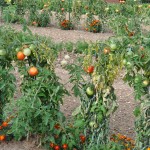 Tomates malades