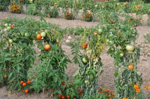 Tomates malades