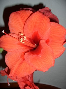 Amaryllis