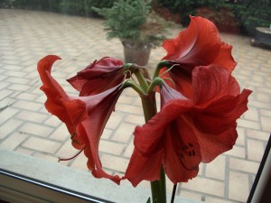 Amaryllis en Décembre