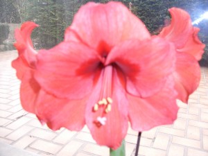 Amaryllis