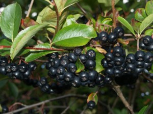 Aronia