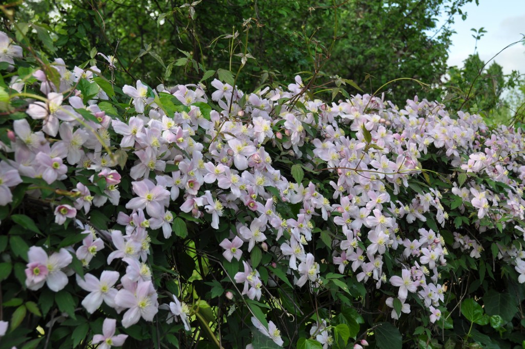 Clématite en fleurs