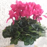 Cyclamen