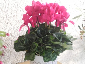 Cyclamen