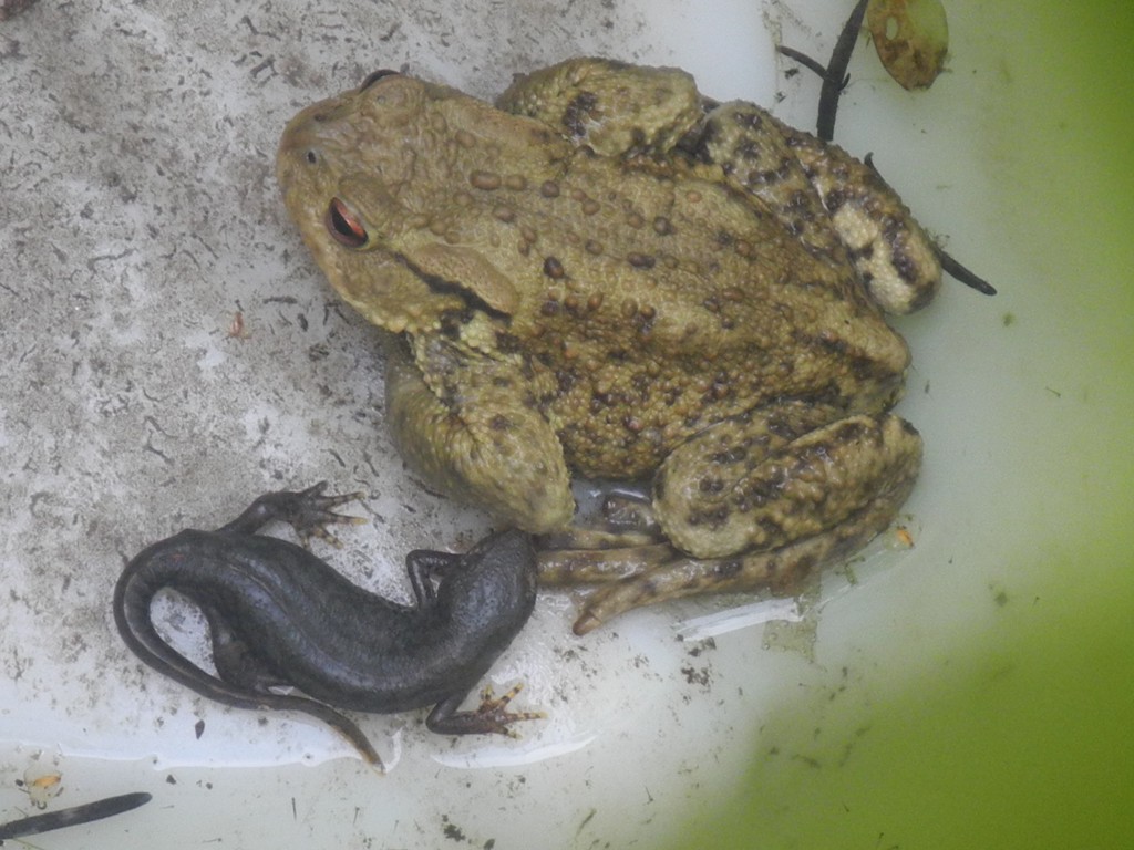 Deux crapauds et une salamandre ont élu domicile, cet été, dans la réserve d'eau de notre jardin