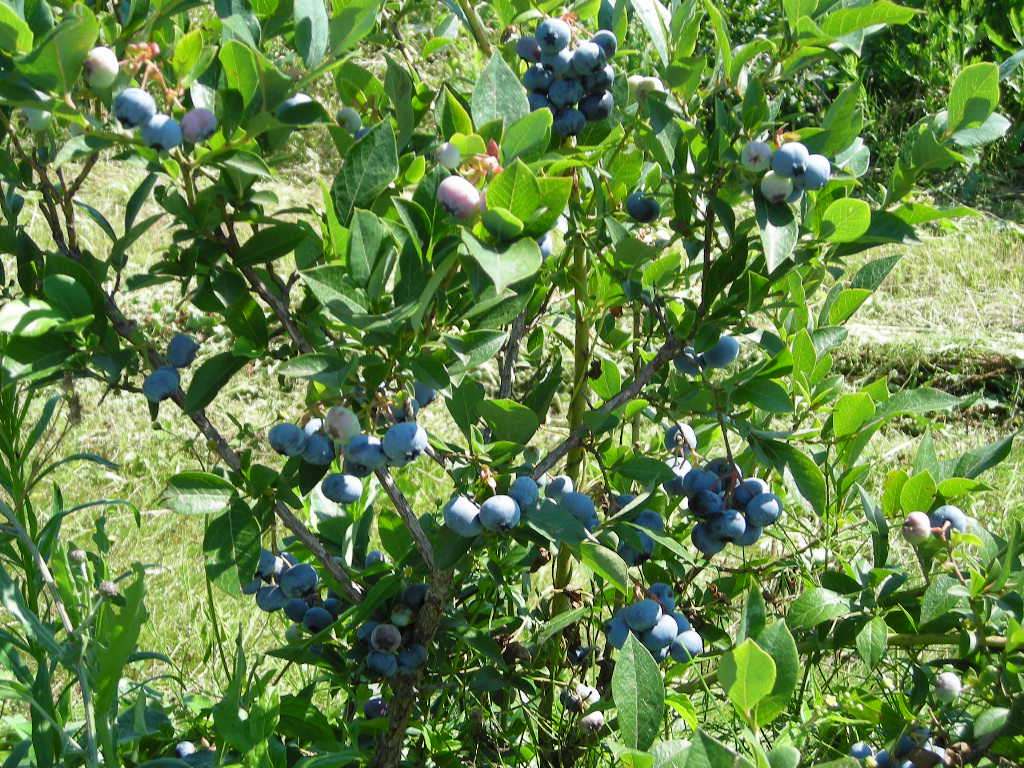 planter un myrtillier