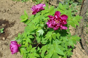 Pivoine herbacée