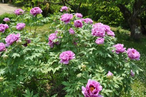 Pivoines roses