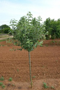 Planter un arbre