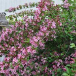 Weigela