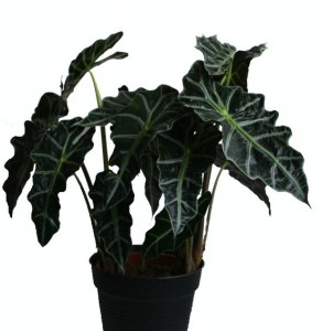 Alocasia