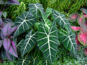 Alocasia