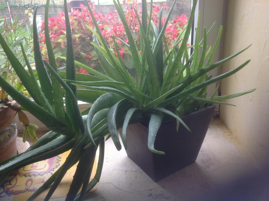 Aloe vera