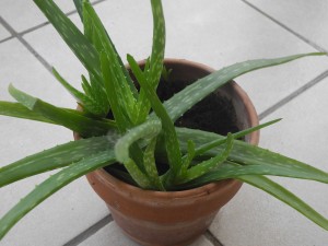 Aloe vera