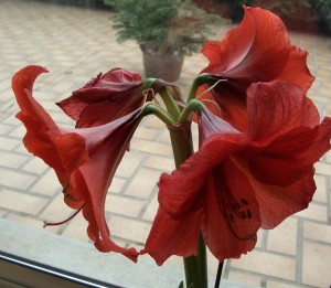 Amaryllis