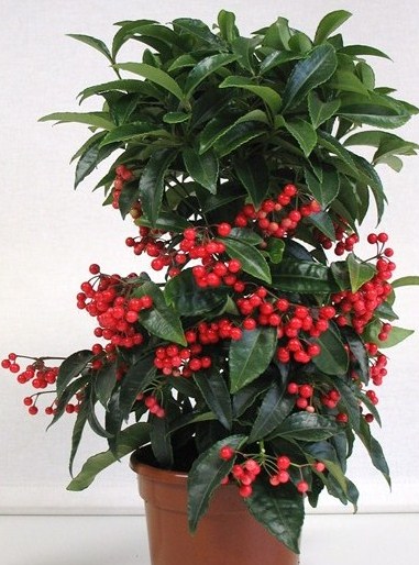 Ardisia