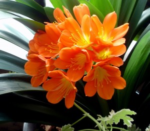 Clivia