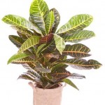 Croton