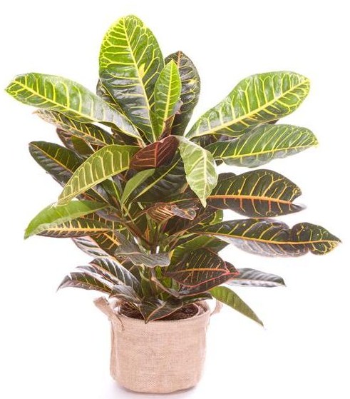 Croton