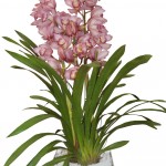 Cymbidium