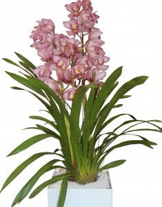 Cymbidium