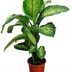 Dieffenbachia