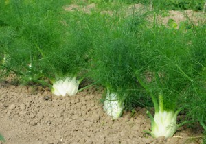 Tisane de Fenouil : bienfaits et propriétés